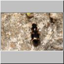 Bembidion sp - Laufkaefer 02a 3mm.jpg